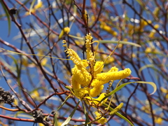 Acacia acuminata