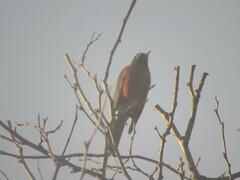 Turdus migratorius