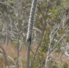 Xanthorrhoea caespitosa