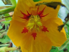 Tropaeolum majus