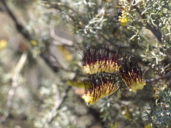 Grevillea armigera