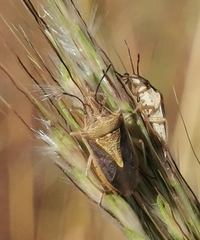 Oebalus