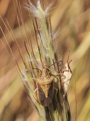 Oebalus
