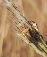 Oebalus