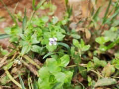 Lindernia rotundifolia