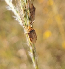 Oebalus
