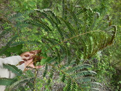 Conzattia multiflora