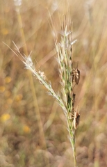 Oebalus