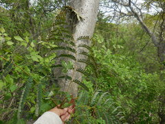Conzattia multiflora