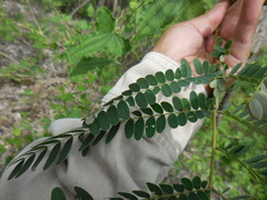 Conzattia multiflora