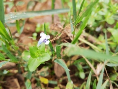 Lindernia rotundifolia