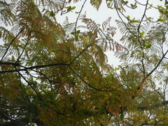 Conzattia multiflora