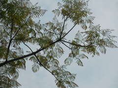 Conzattia multiflora