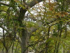 Conzattia multiflora