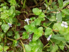 Lindernia rotundifolia