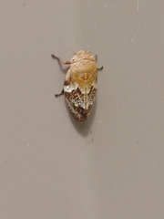 Bathyllus albicinctus