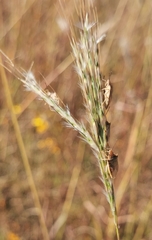 Oebalus
