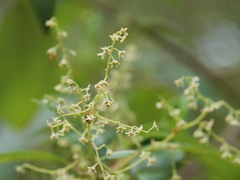 Trymalium odoratissimum