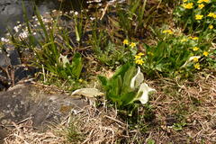 Lysichiton camtschatcensis