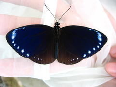 Euploea tulliolus koxinga