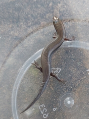 Subdoluseps bowringii