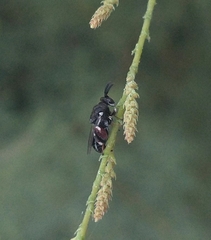 Brachymeria podagrica