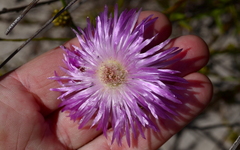 Lampranthus tenuifolius