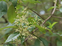 Trymalium odoratissimum