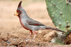Cardinalis sinuatus