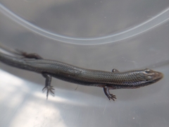 Subdoluseps bowringii