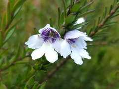 Prostanthera saxicola montana
