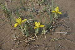Iris humilis