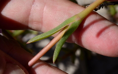 Lampranthus tenuifolius