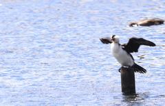 Microcarbo melanoleucos brevirostris