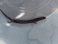 Subdoluseps bowringii