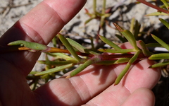 Lampranthus tenuifolius