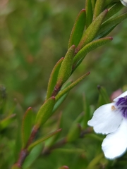 Prostanthera saxicola montana