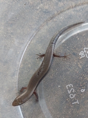 Subdoluseps bowringii