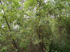 Trymalium odoratissimum