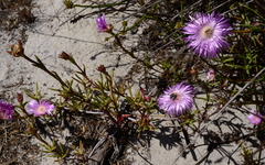 Lampranthus tenuifolius