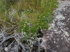 Prostanthera saxicola montana