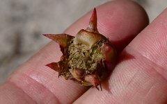Lampranthus tenuifolius