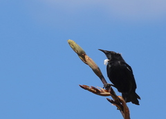 Prosthemadera novaeseelandiae