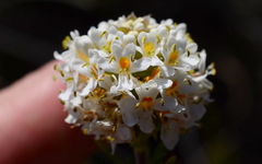 Microdon capitatus
