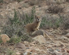 Cynictis penicillata penicillata