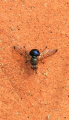 Lamprogaster flavipennis