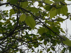Heliocarpus