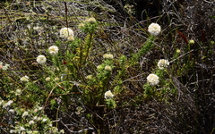 Microdon capitatus