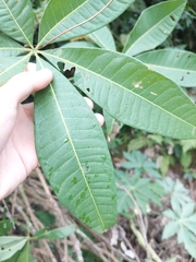 Pachira glabra