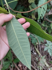 Pachira glabra